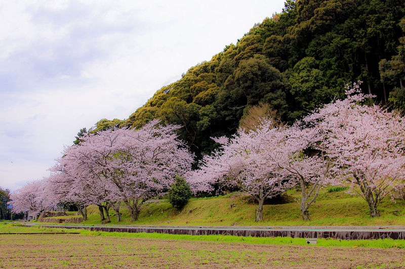 南山裾帯郭の桜並木