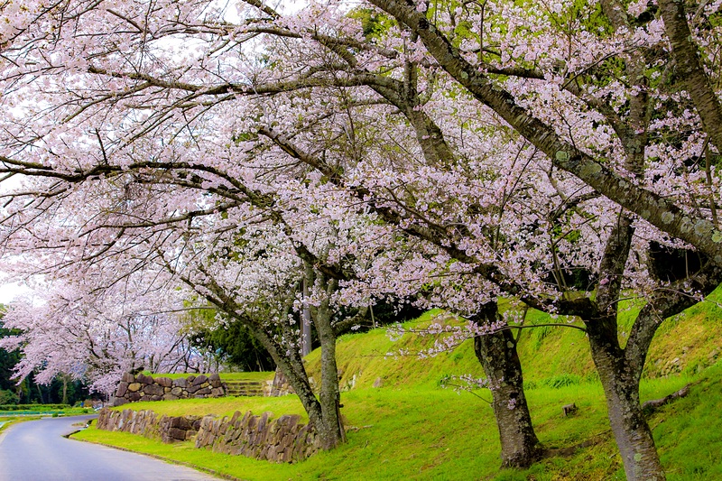 南山裾帯郭の桜