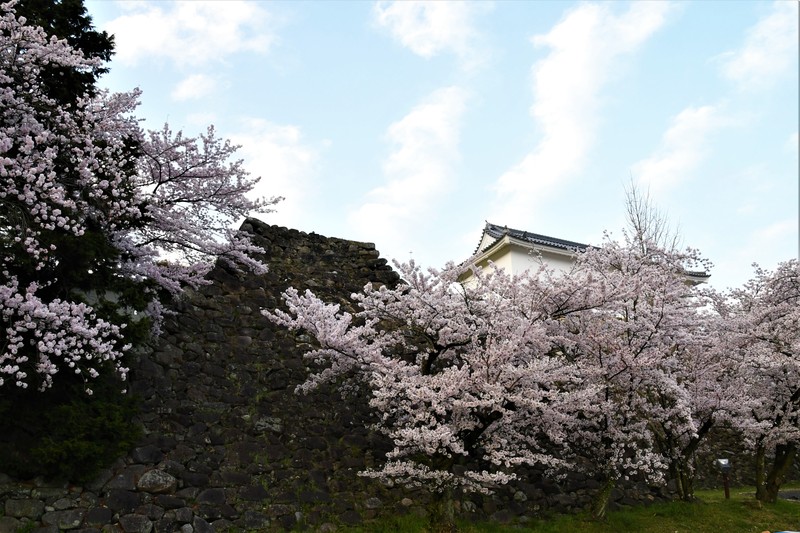 城址と桜