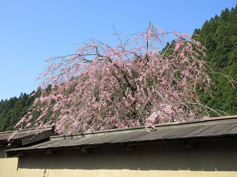 復元された町家の屋根越しの桜