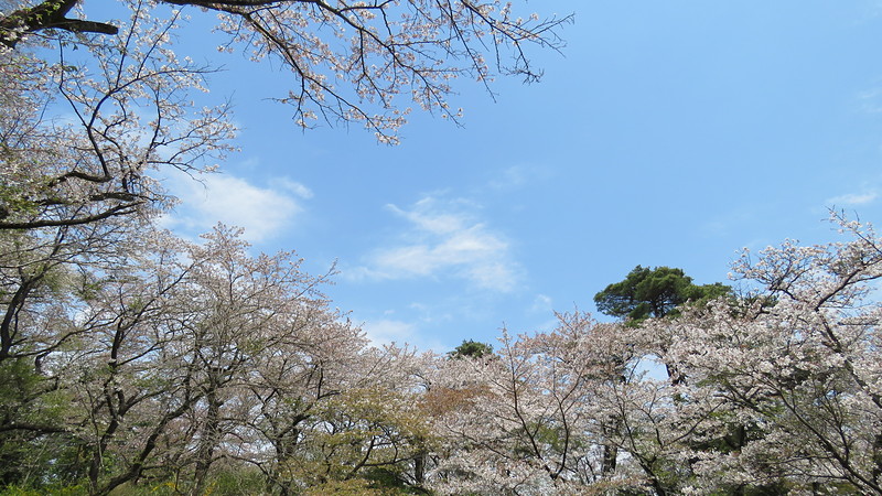 平山城趾の桜と空
