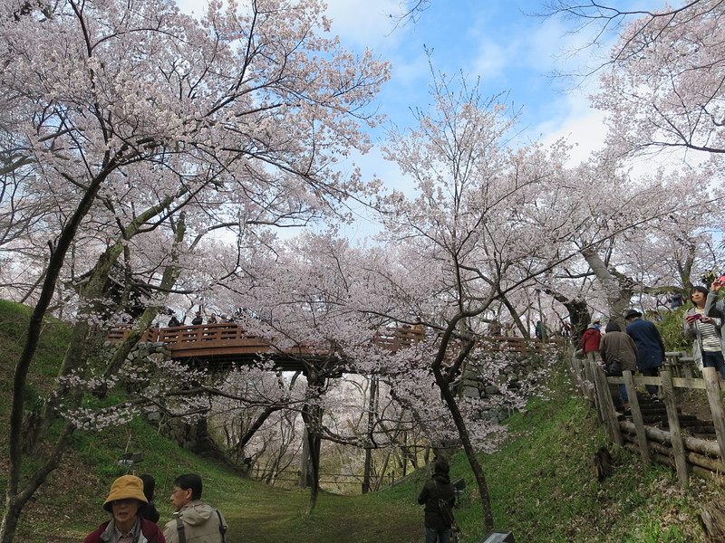 空堀から桜を眺めて