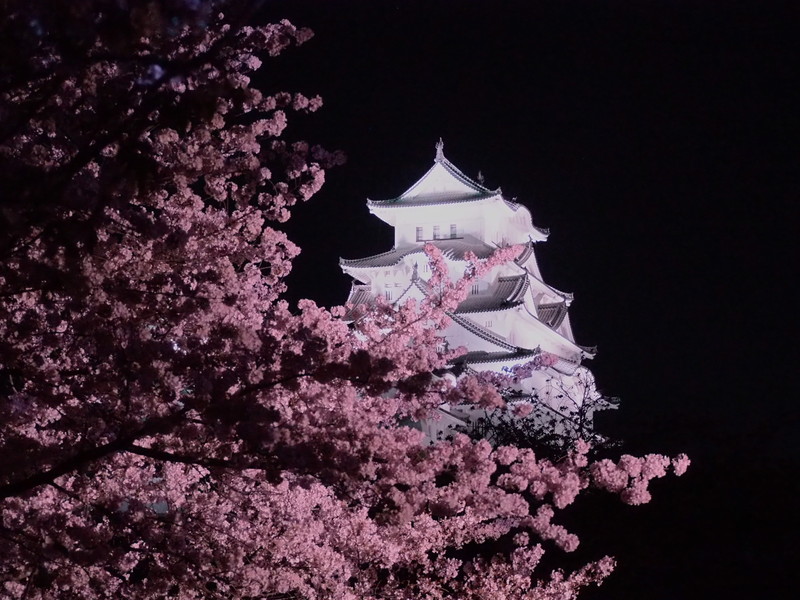 夜桜と天守閣の横顔