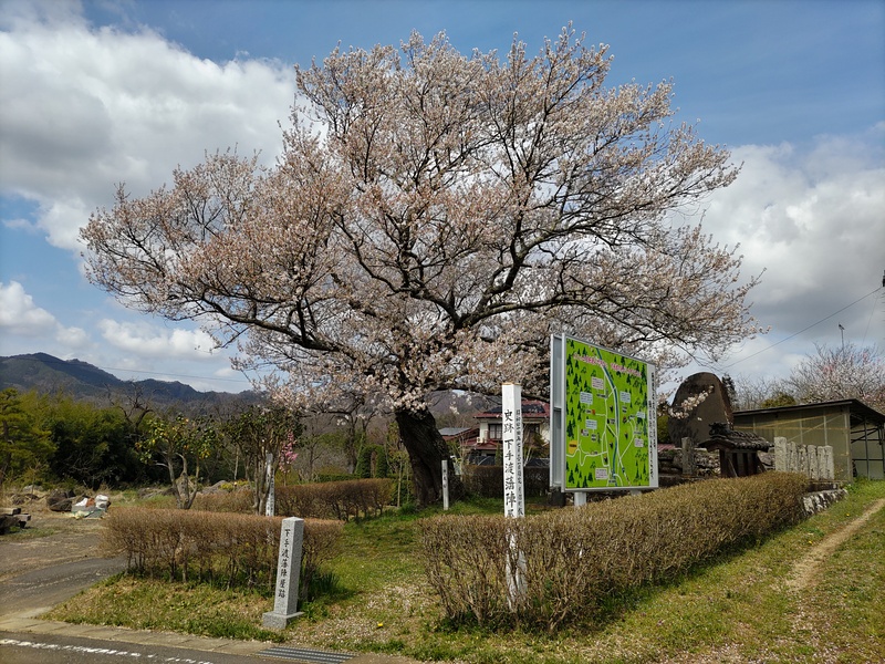 陣屋桜