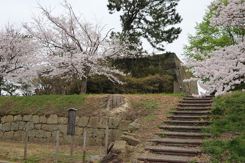 桜と天守台