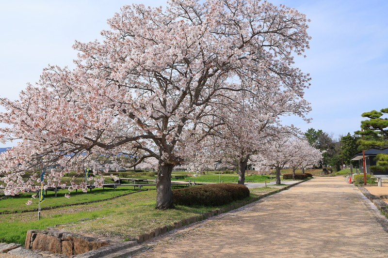春の備中高松城跡公園