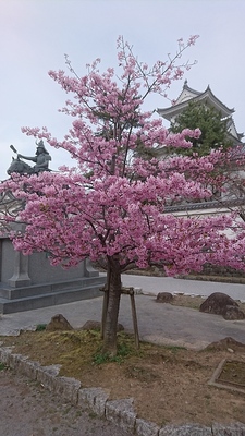 公園内の河津桜