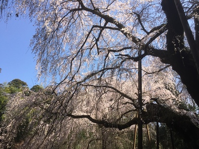 枝垂れ桜を下から