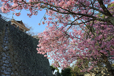 桜と石垣と筒井門東続櫓
