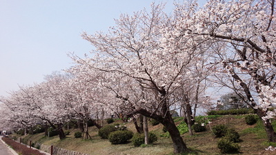 小城陣屋　土塁と桜①