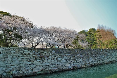 東側石垣と桜
