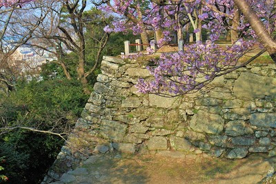本丸石垣（西側）と桜