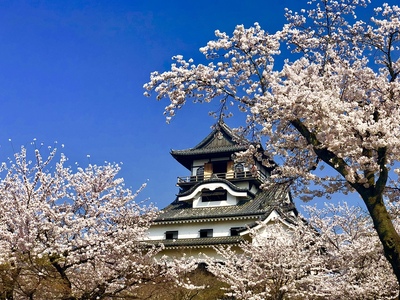 犬山城の桜 2018