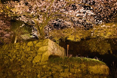 二の門跡石垣と夜桜