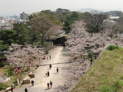 桜の岡口門方面