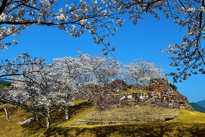 桜と城址石垣