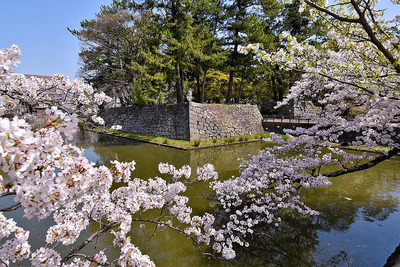 西之丸玉櫓台石垣と桜