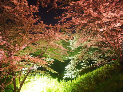 ライトアップされた桜と石垣