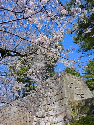 冠木門の櫓台と桜