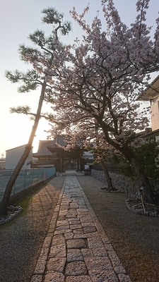 円通寺山門と桜