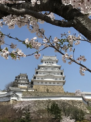 冠桜