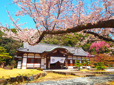 桜と本丸御殿