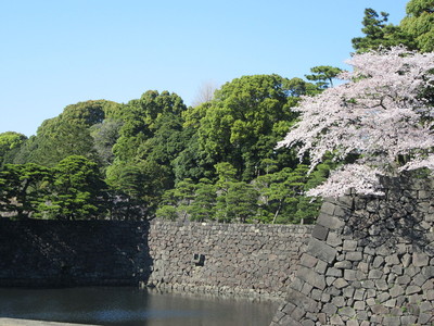 坂下門横のお堀と桜