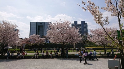 桜川綺麗に咲いてます。