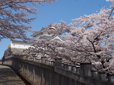 稲荷櫓と桜