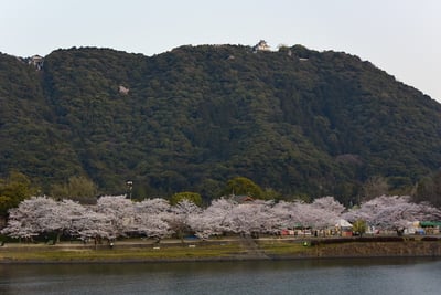 桜並木と岩国城