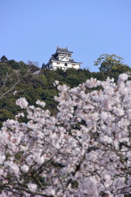 岩国城と桜