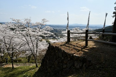 出丸石垣と桜