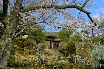 百済寺山門（石垣と桜）