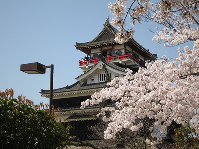 桜と清州城（北東から）