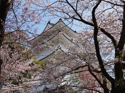 桜と天守（遊園地側）