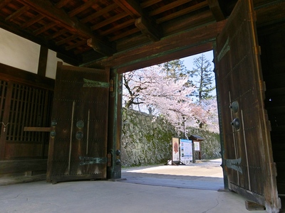 鯱の門内部から石垣の桜