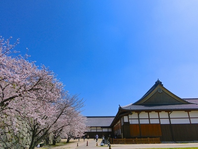 本丸御殿と天守台前の桜