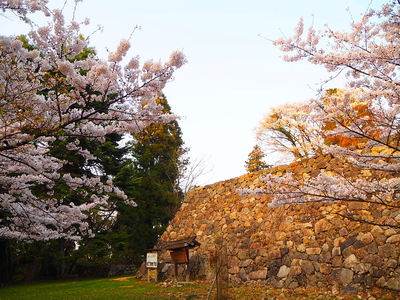 夕日浴びる桜と石垣