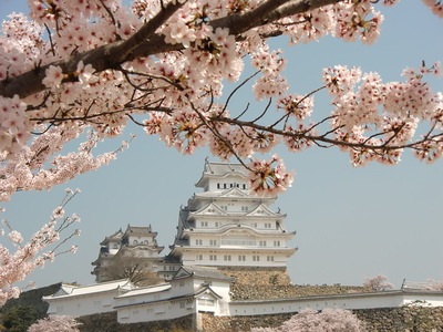 桜酔い姫路城