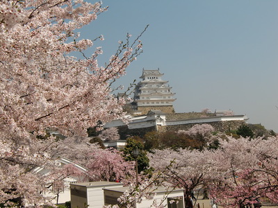 桜一色姫路城