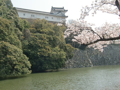 姫路城桜とともに