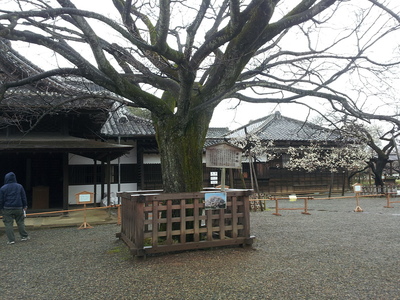 弘道館の左近桜