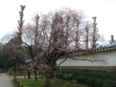 弘道館の梅