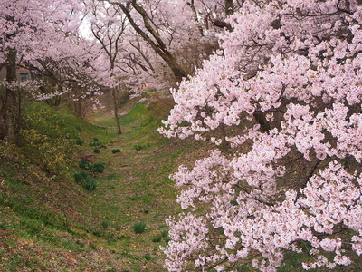 空堀と桜