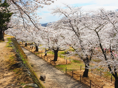 春の馬場・桜風景