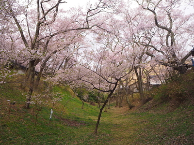 空堀に咲く桜