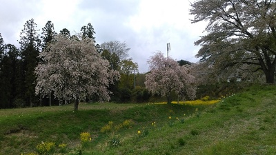 本郭の桜