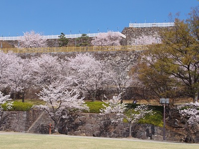 桜ひな壇