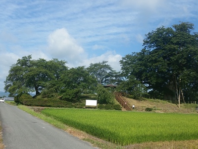 高瀬の大欅(北東の隅櫓)