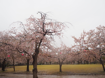 小竹薮に咲く桜